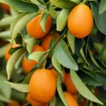 armellata Extra di Kumquat o Mandarino Cinese con pezzi di frutta 1